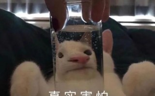 可爱沙雕姐妹文案，可爱沙雕姐妹文案短句