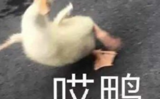 照片文案沙雕犯贱，照片文案沙雕犯贱怎么写