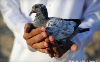 吃鸽子恶搞视频，吃鸽子恶搞视频大全