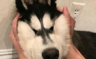 冻成狗的沙雕文案短句，冻成狗的搞笑句子